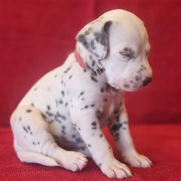 Red Boy (Liver) - White and liver brown male Dalmatian puppy in Spring Branch, Texas from D'vine Dalmatians