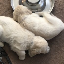 Golden Retriever Puppies from Freedom Retrievers