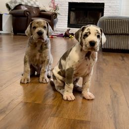 Great Dane Puppies from Diamond Danes of Atlanta