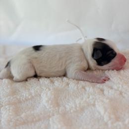 Pie - White - White and badger female Great Pyrenees puppy in San Marcos, California from Faith Family Freedom Farm