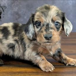 Onyx - Dapple male Dachshund puppy in Fultonville, New York from Sandy Aussies, Mini Dachshunds & Pomeranians
