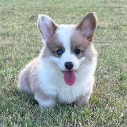 Kyndal - White and fawn female Pembroke Welsh Corgi puppy in Cashion, Oklahoma from Shabby Chic Corgis