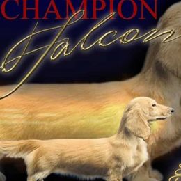 Falcon - Dachshund