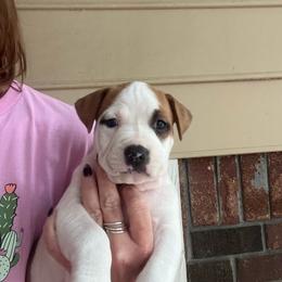 Derry - Red male American Staffordshire Terrier puppy in Marietta, Georgia from Ambition Amstaffs