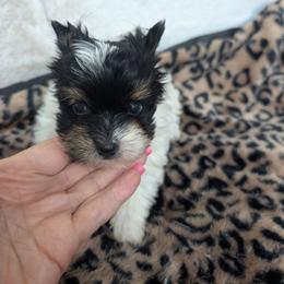 Jack - Parti male Yorkshire Terrier puppy in Gaylesville, Alabama from Sweet Alabama Yorkies