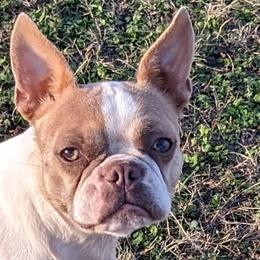 Squirrel - Boston Terrier