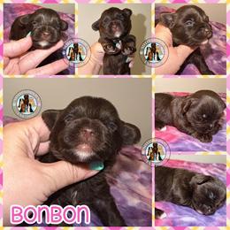 Bonbon - Liver female Yorkshire Terrier puppy in London, Kentucky from Soto Yorkies