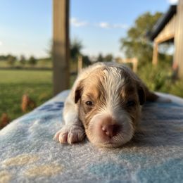 Girl 3 - Red merle female Miniature Australian Shepherd puppy in Arcadia, Indiana from Sunset Cowgirl Mini Aussies