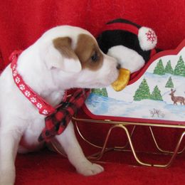 Jack Russell Terrier Puppies from Spritely Jack Russell Terriers