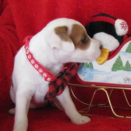 Jack Russell Terrier Puppies from Spritely Jack Russell Terriers