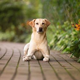 Labrador Retrievers from Traci Johnson's Labrador Retrievers