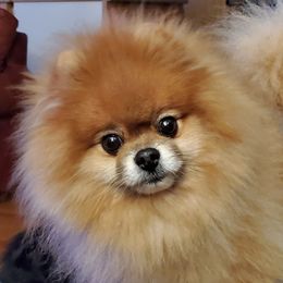 Carlino - Pomeranian