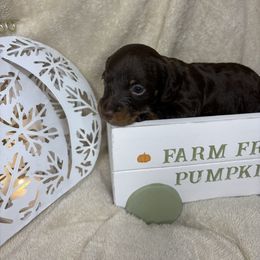 Boy 1 - Chocolate and tan male Dachshund puppy in Richwood, West Virginia from Wild and Wonderful Wieners