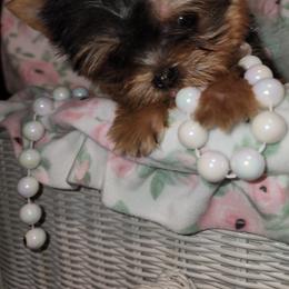 Yorkshire Terrier All Grown Up from Reese's Angelface Yorkies