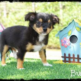 Bud - Black and tan male Chihuahua puppy in Demorest, Georgia from Sourpatch Chihuahuas