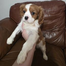 Male 2 - Blenheim male Cavalier King Charles Spaniel puppy in Unicoi, Tennessee from Unaka Mountain Corgis