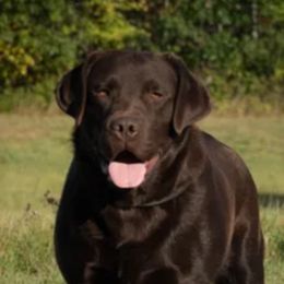 ROYAL - Labrador Retriever