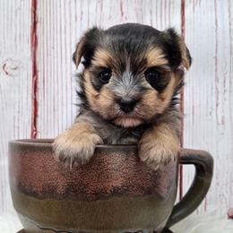Mabel - Black & tan tri-color female Morkie puppy in Monticello, Iowa from Ashley’s Puppies