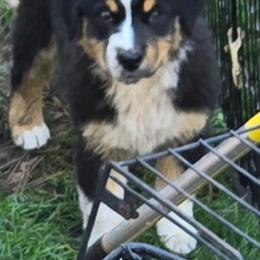 Estelle - Black tri female Miniature Australian Shepherd puppy in Crestline, California from Haugen's Minis