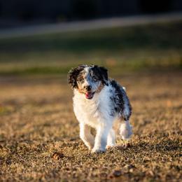 Theo - Blue merle male Aussiedoodle puppy in Tonopah, Arizona from Kae's Kennels
