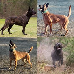 Dutch Shepherd puppies from E&H K9