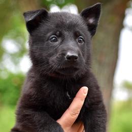 Red Collar Girl - Black female German Shepherd puppy in Oxford, Arkansas from Atlas Shepherds