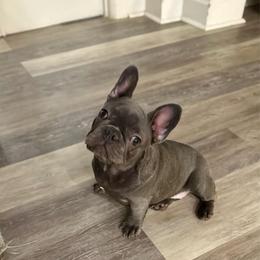 Elizabeth - White and brindle female French Bulldog puppy in Willis, Texas from Maranda Cianceruso