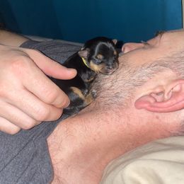 Yorkshire Terrier Puppies from Celestial Family Terriers (Yooper Yorkies)