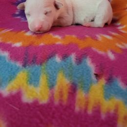 Rat Terrier puppies from Dal Cais Rat Terriers
