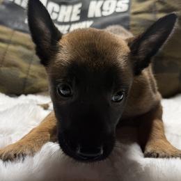 Ranger - Gold brindle male Dutch Shepherd puppy in Watertown, Connecticut from APACHEK9