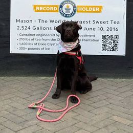 Cherokee - Labrador Retriever