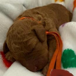 Jessie - Red  female Goldendoodle puppy in Moreno Valley, California from Rainbow SoCal Doodles