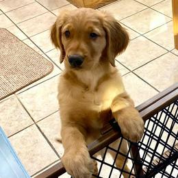 Golden Retriever Puppies from Rowan Retrievers