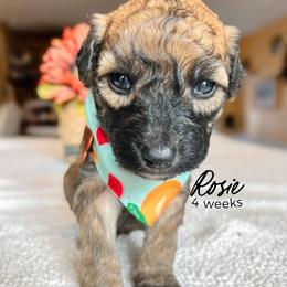 Rosie - Wheaten female Whoodle puppy in Knoxville, Tennessee from Fleury Farm Doodles TN