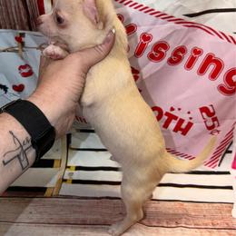 Clark - Cream and white male Chihuahua puppy in Palmyra, Indiana from Country Star Chihuahuas