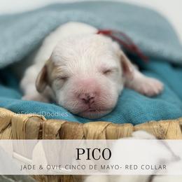 PICO- Red Collar - Parti male Goldendoodle puppy in Watertown, New York from True Friend Doodles