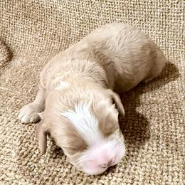 Boy 1 - Cream male Cavapoo puppy in Bloomfield, Iowa from Schooley Doodles