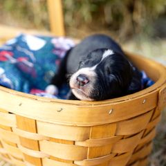 Girl 2 Chupacabra "Chupi" - McNab puppy from Iron Oak Stockdogs