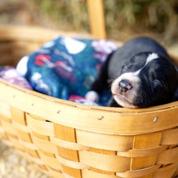 Girl 2 Chupacabra "Chupi" - McNab puppy from Iron Oak Stockdogs