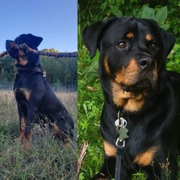 American Bully and Rottweiler All Grown Up from White's K9 Connection