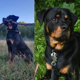 American Bully and Rottweiler All Grown Up from White's K9 Connection