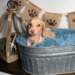 Evie - Cream female Dachshund puppy in New Albany, Mississippi from Double A. Doxies