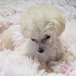 Poodle Puppies from Custom Poodles
