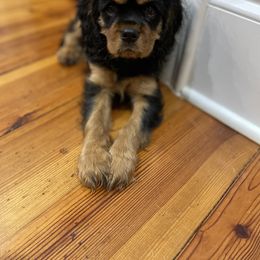 Cavalier King Charles Spaniel Puppies from Carter Woods Cavaliers