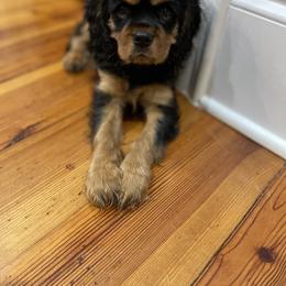 Cavalier King Charles Spaniel Puppies from Carter Woods Cavaliers