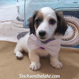 Moo Moo  2000 - Piebald female Dachshund puppy in Grove, Oklahoma from Dachs on the lake