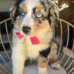 Pink - Blue merle female Australian Shepherd puppy in Cool, California from Foothill Aussies