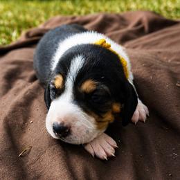 Yellow boy - Tri-colored male Treeing Walker Coonhound puppy in Lovelady, Texas from 3 Color Kennel