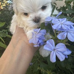 Arlo - White male Maltese puppy in Tarpon Springs, Florida from Royal Breeze Puppies