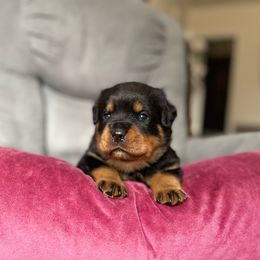 Girl 3 - Black and tan Rottweiler puppy in Chesterfield, Virginia from vom Brismore Rottweilers